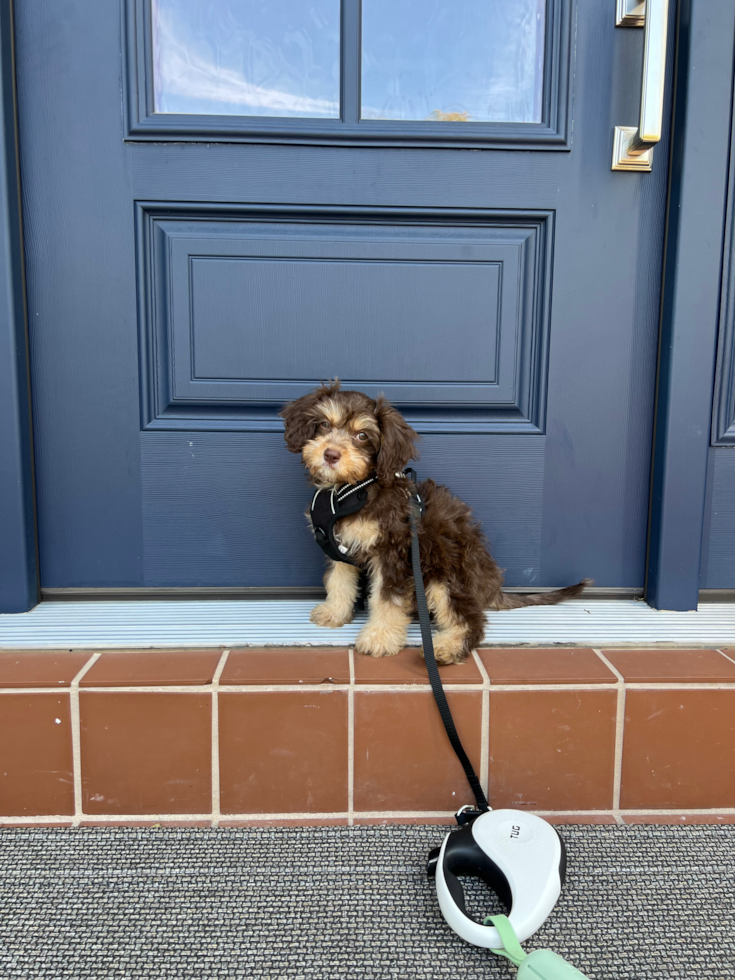 Funny Cavapoo Poodle Mix Pup