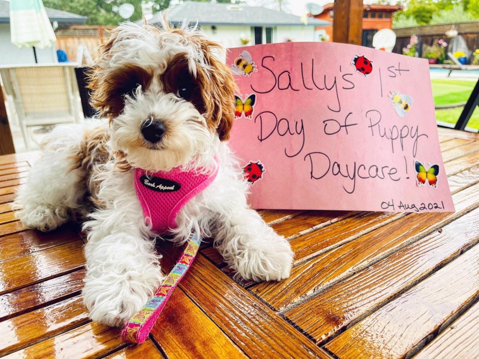 Playful Cavoodle Poodle Mix Pup