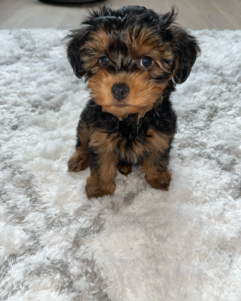 Happy Yorkie Poo Pup in Jersey City NJ