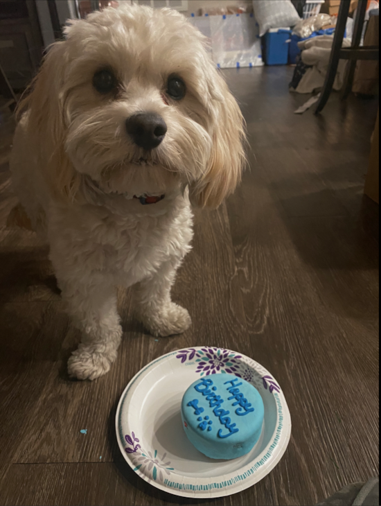 Petite Cavachon Designer Pup