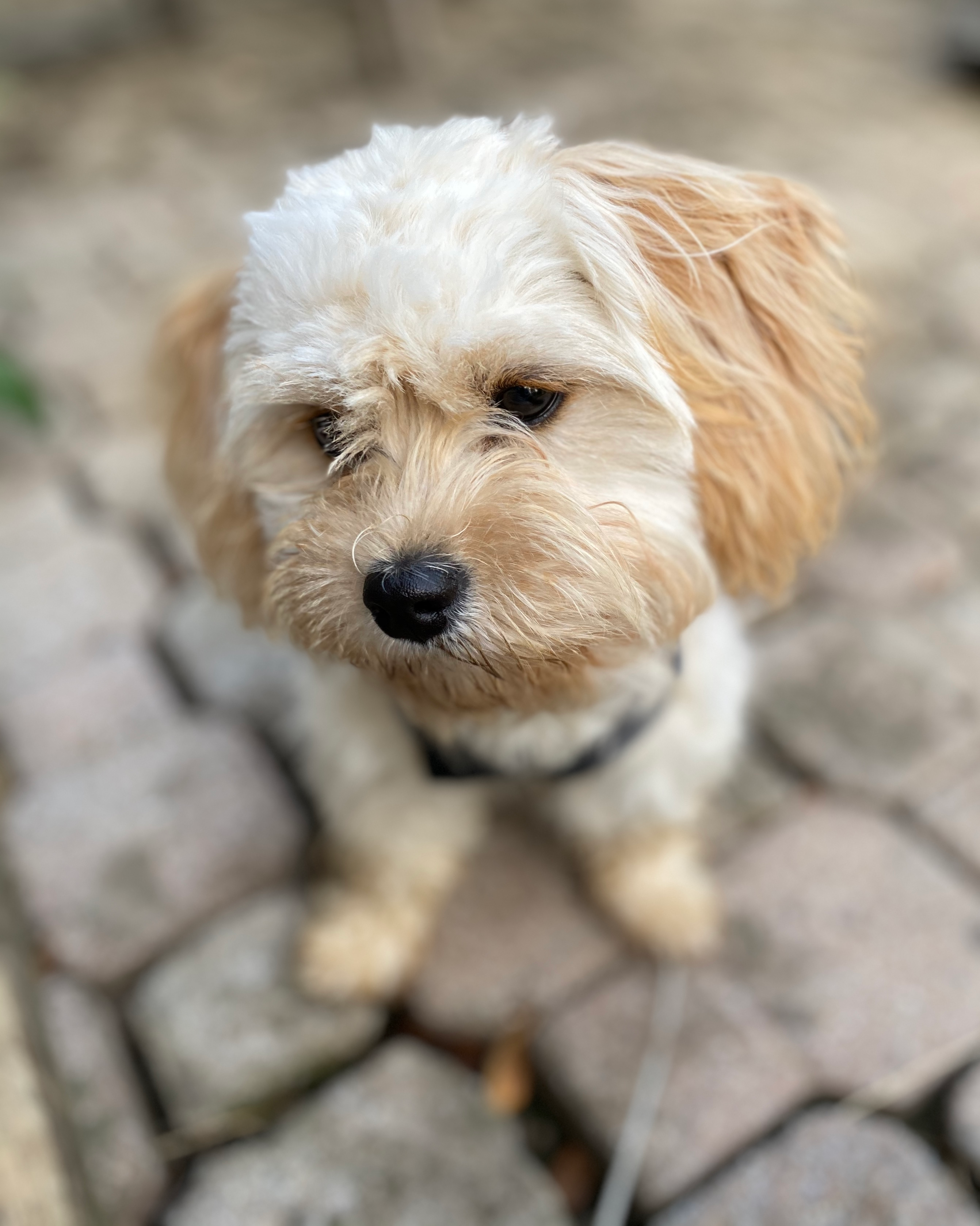 Cavachon Pup Being Cute
