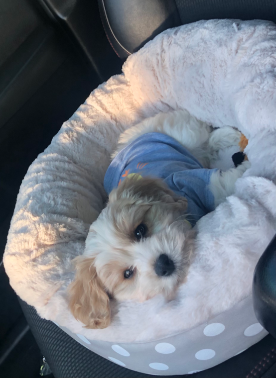 Tampa Cavachon Pup