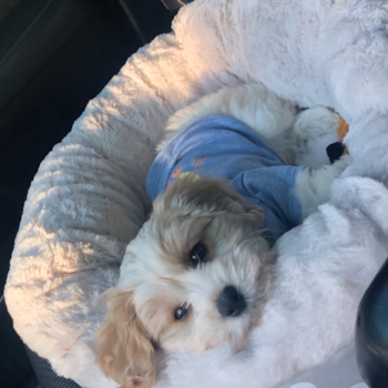 Tampa Cavachon Pup