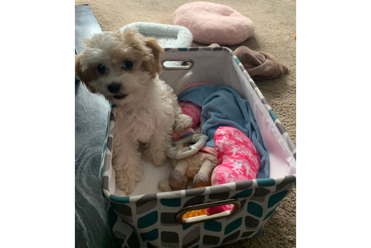 Friendly Cavachon Baby