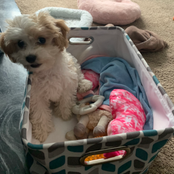 Playful Cavalier Designer Pup