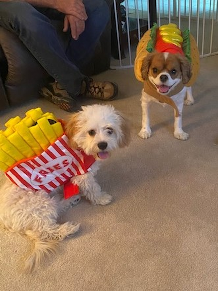 Popular Cavachon Designer Pup