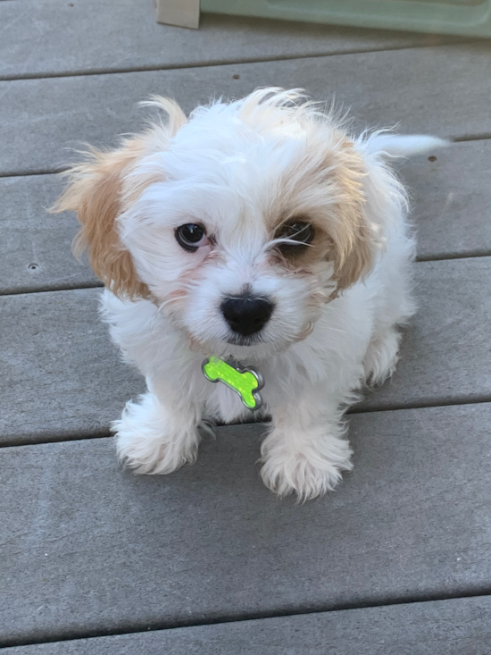 Denver Cavachon Pup