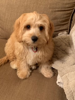 Cavachon Puppy for Adoption