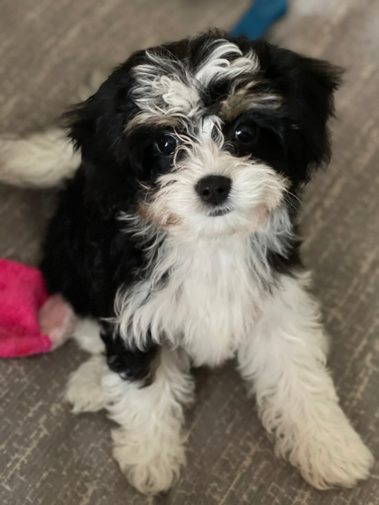 Smart Cavachon Designer Pup