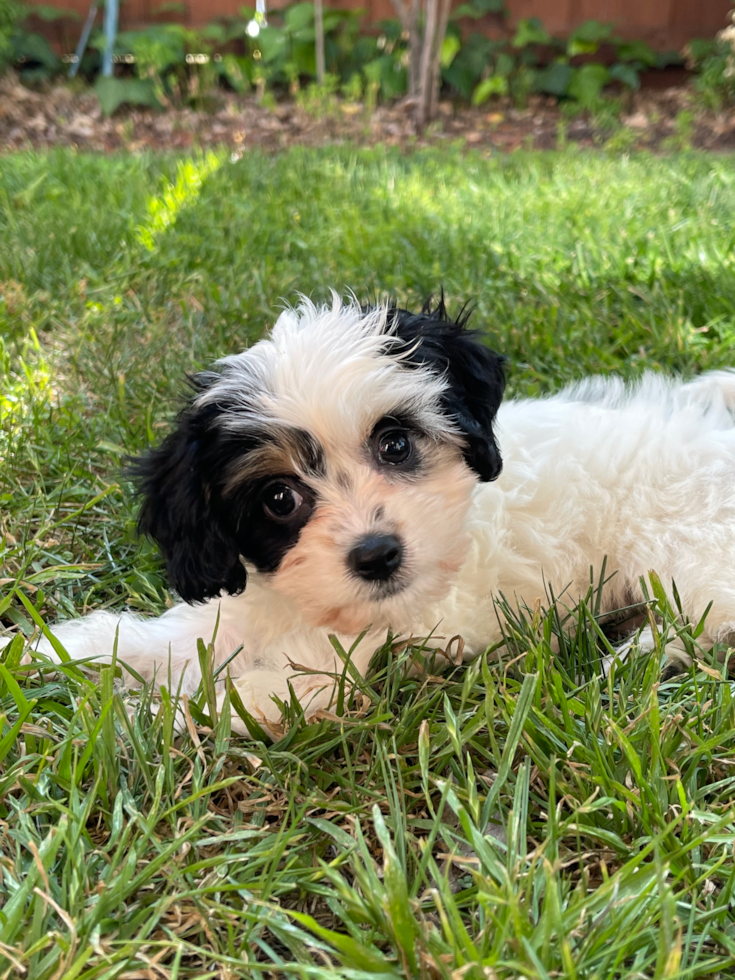 Popular Cavachon Designer Pup