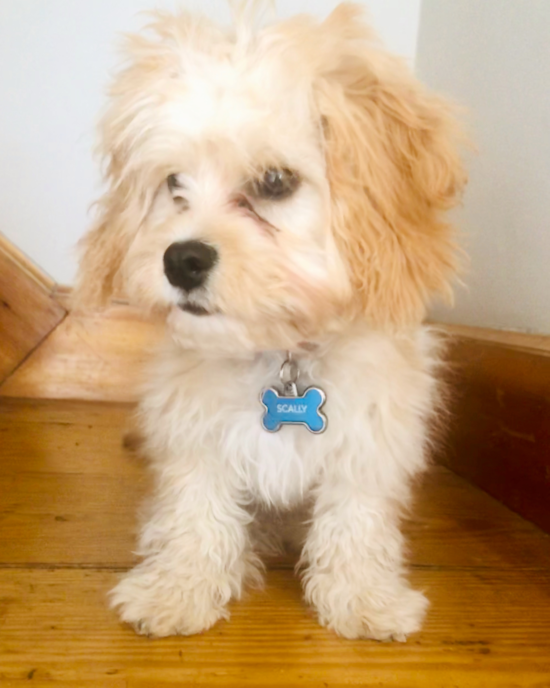 West Roxbury Cavachon Pup