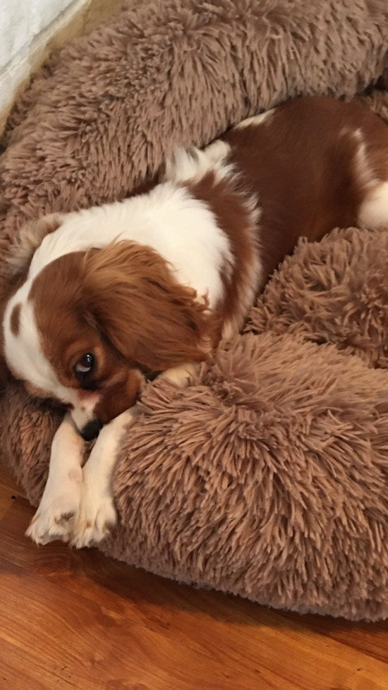 Dracut Cavalier King Charles Spaniel Pup