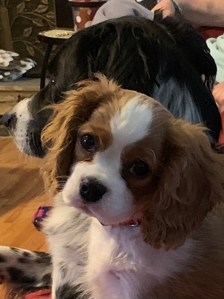 Happy Cavalier King Charles Spaniel Purebred Pup