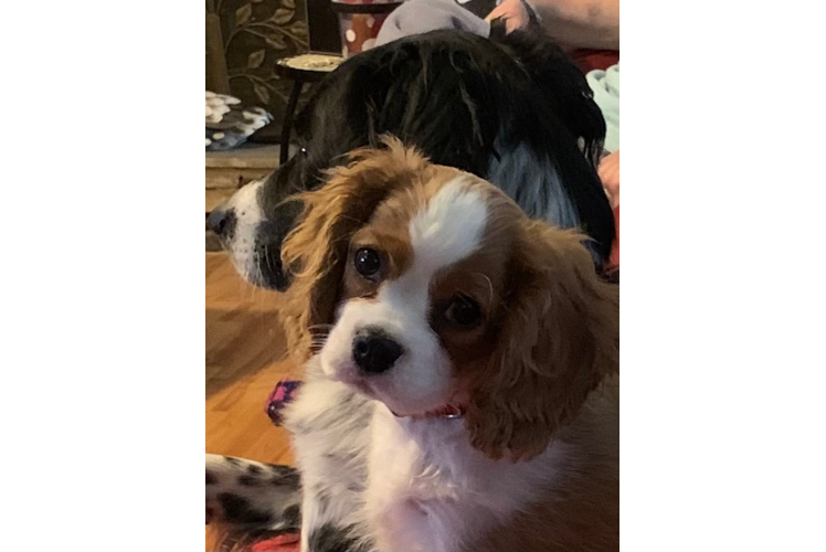 Cavalier King Charles Spaniel Puppy for Adoption