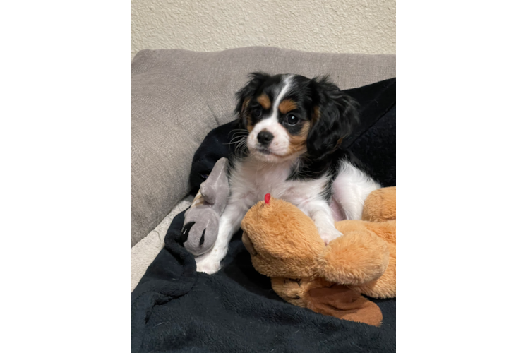 Adorable Cavalier King Charles Spaniel Purebred Puppy