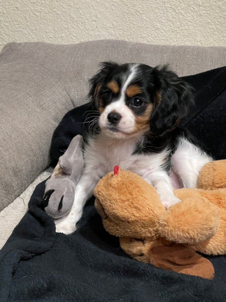 Akc Registered Cavalier King Charles Spaniel Pup