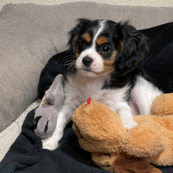 Akc Registered Cavalier King Charles Spaniel Pup