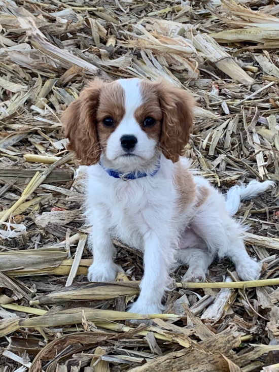 Hypoallergenic Cavalier King Charles Spaniel Purebred Pup