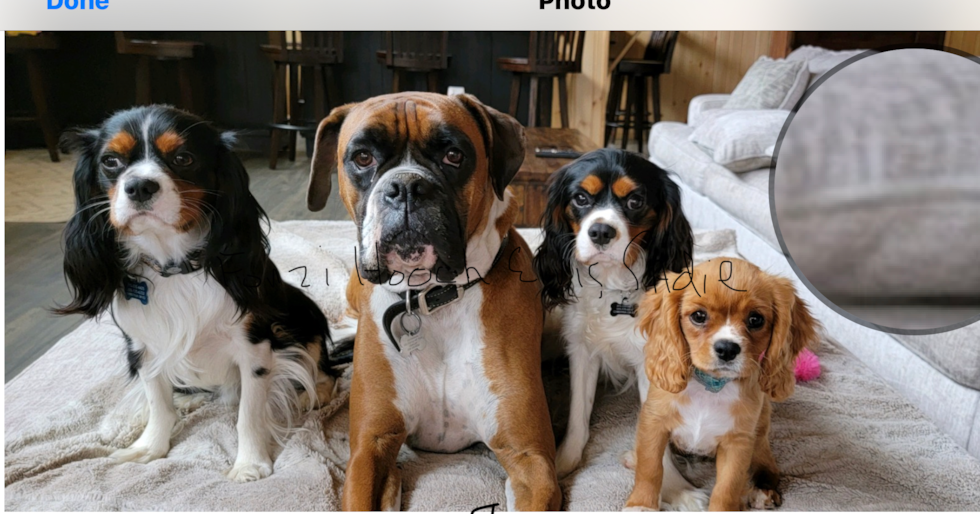 Adorable Cavalier King Charles Spaniel Purebred Pup