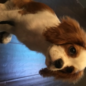 Hypoallergenic Cavalier King Charles Spaniel Purebred Pup