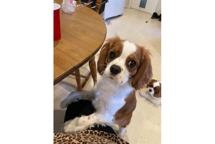 Cavalier King Charles Spaniel Puppy for Adoption