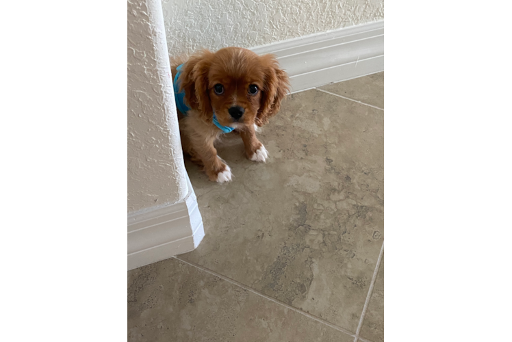 Akc Registered Cavalier King Charles Spaniel Baby