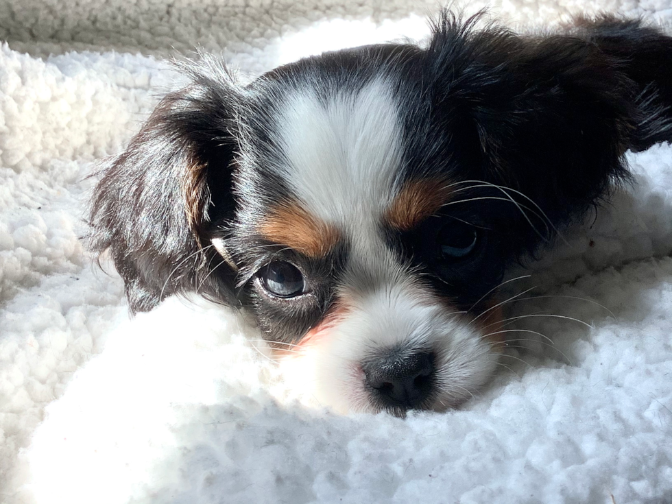 Petite Cavalier King Charles Spaniel Pup in Hanover MA