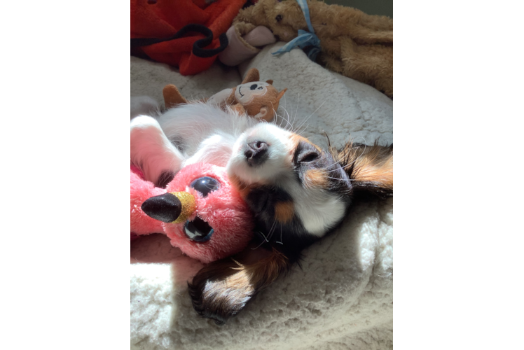 Happy Cavalier King Charles Spaniel Purebred Puppy