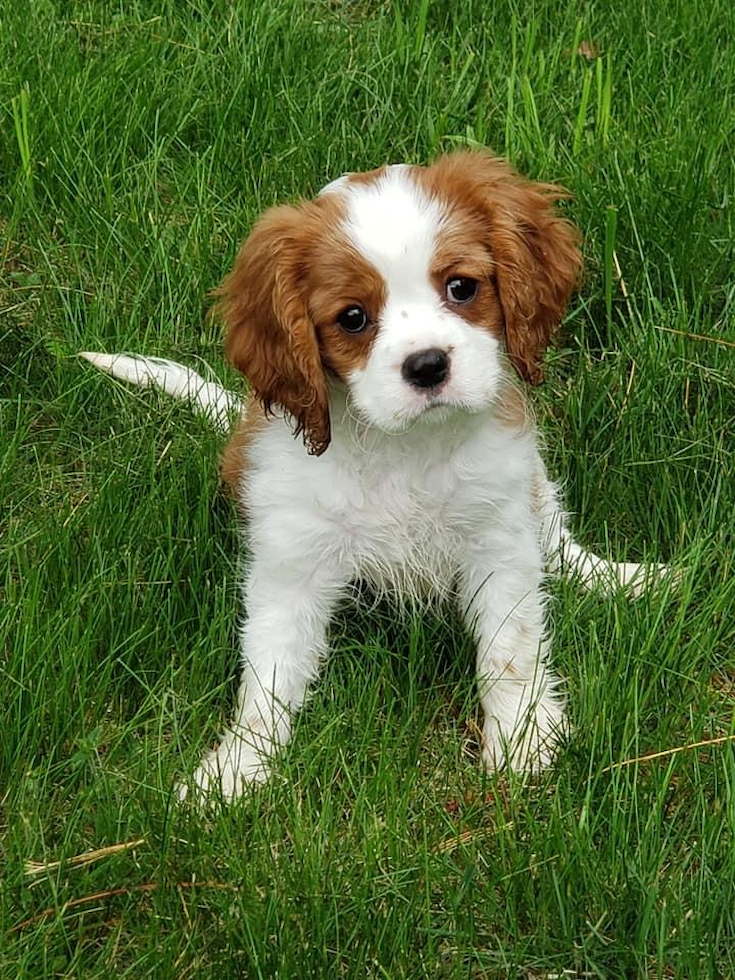 Friendly Cavalier King Charles Spaniel Pup