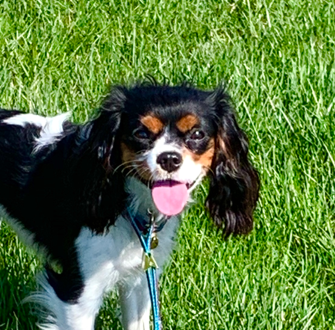 Sweet Cavalier King Charles Spaniel Purebred Puppy