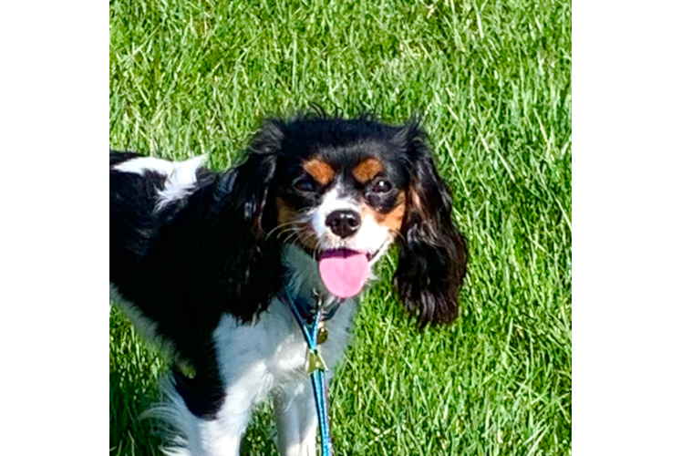 Sweet Cavalier King Charles Spaniel Purebred Puppy