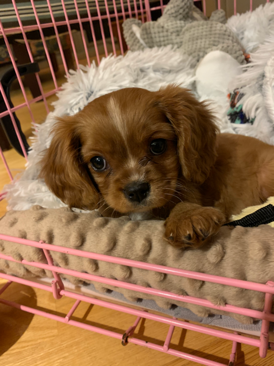 Cute Cavalier King Charles Spaniel Purebred Pup