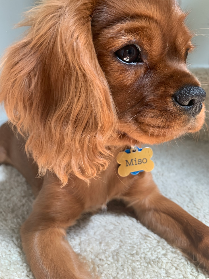 Hypoallergenic Cavalier King Charles Spaniel Pup