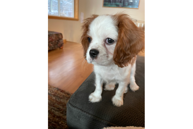 Playful Cavalier King Charles Spaniel Purebred Pup