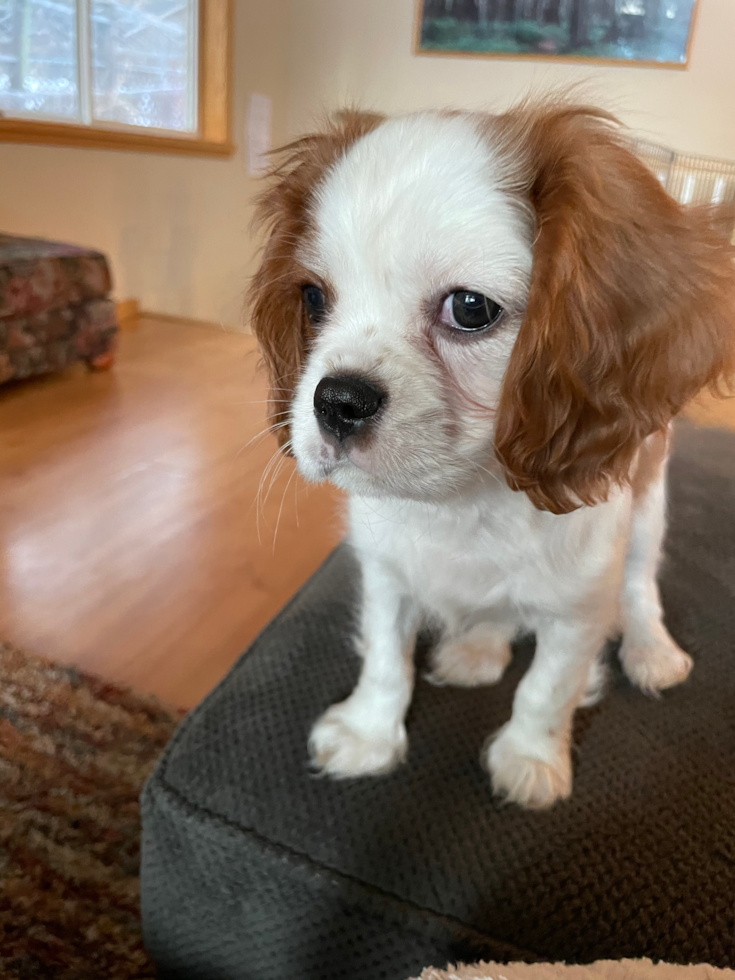 Friendly Cavalier King Charles Spaniel Purebred Pup