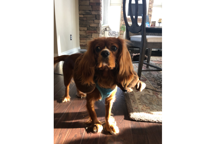 Cavalier King Charles Spaniel Puppy for Adoption