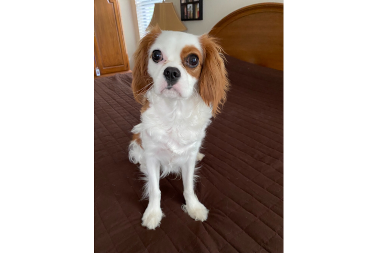 Hypoallergenic Cavalier King Charles Spaniel Baby