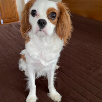 Sweet Cavalier King Charles Spaniel Purebred Pup