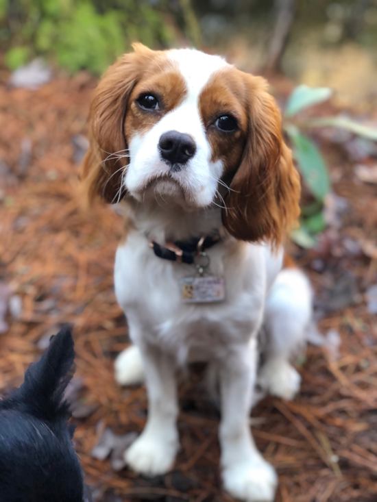 Hypoallergenic Cavalier King Charles Spaniel Pup