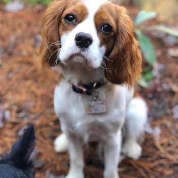 Hypoallergenic Cavalier King Charles Spaniel Pup