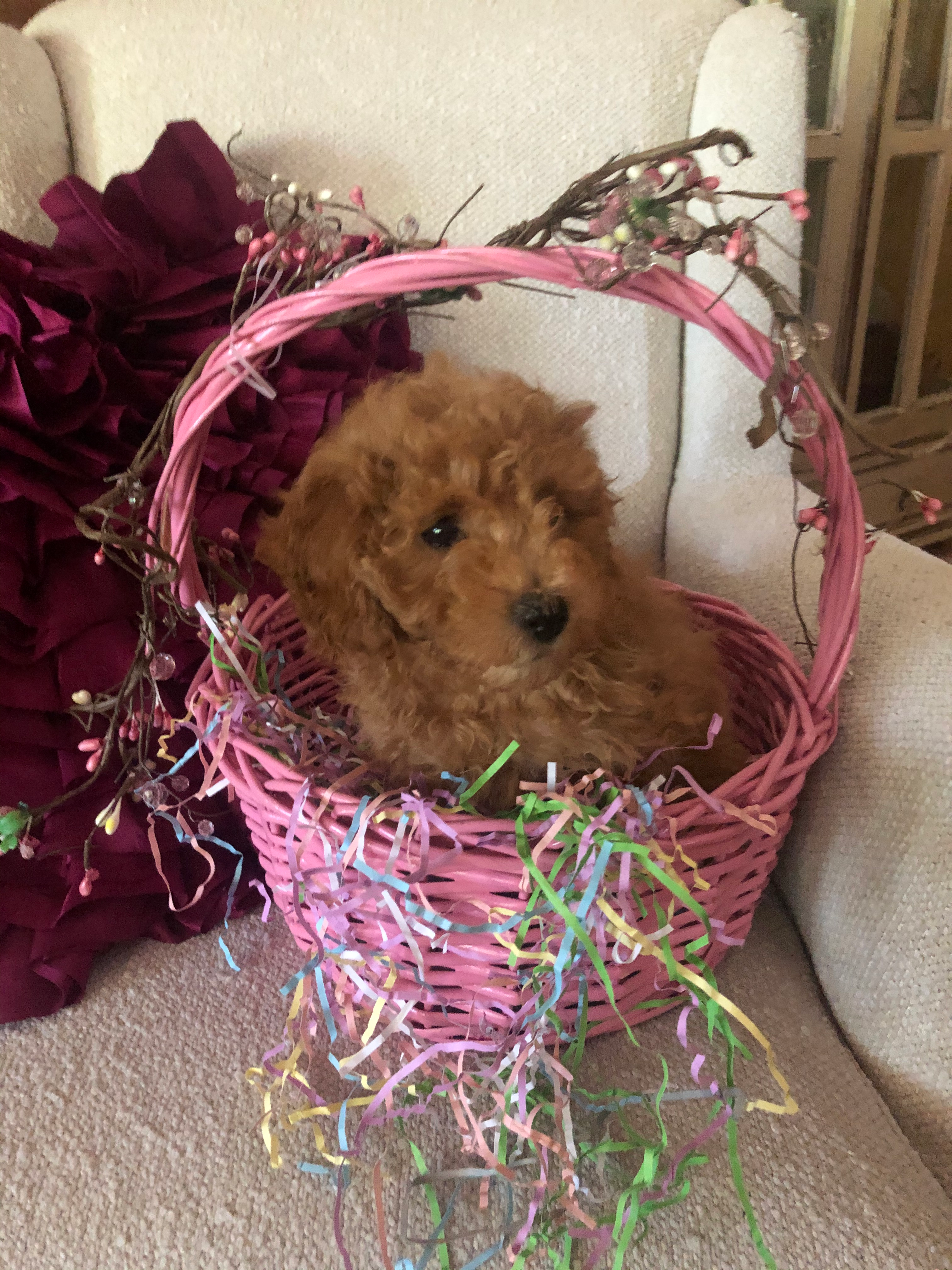 Adorable Cavoodle Poodle Mix Puppy