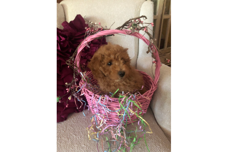 Adorable Cavoodle Poodle Mix Puppy