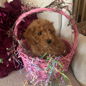 Heath Cavapoo Pup