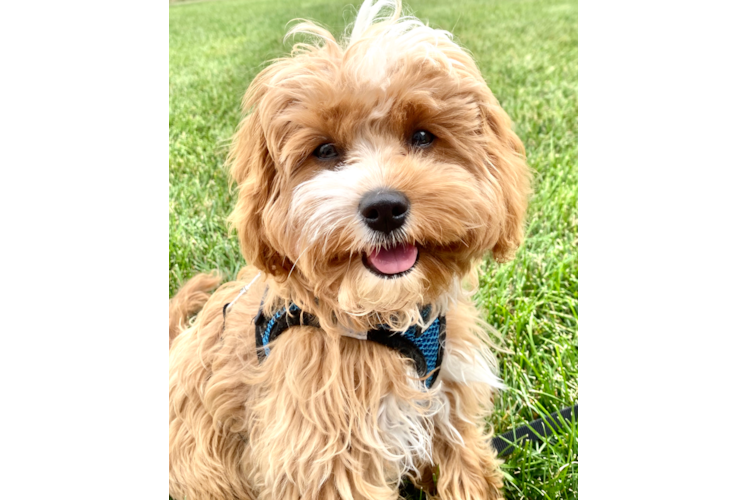 Cavapoo Pup Being Cute