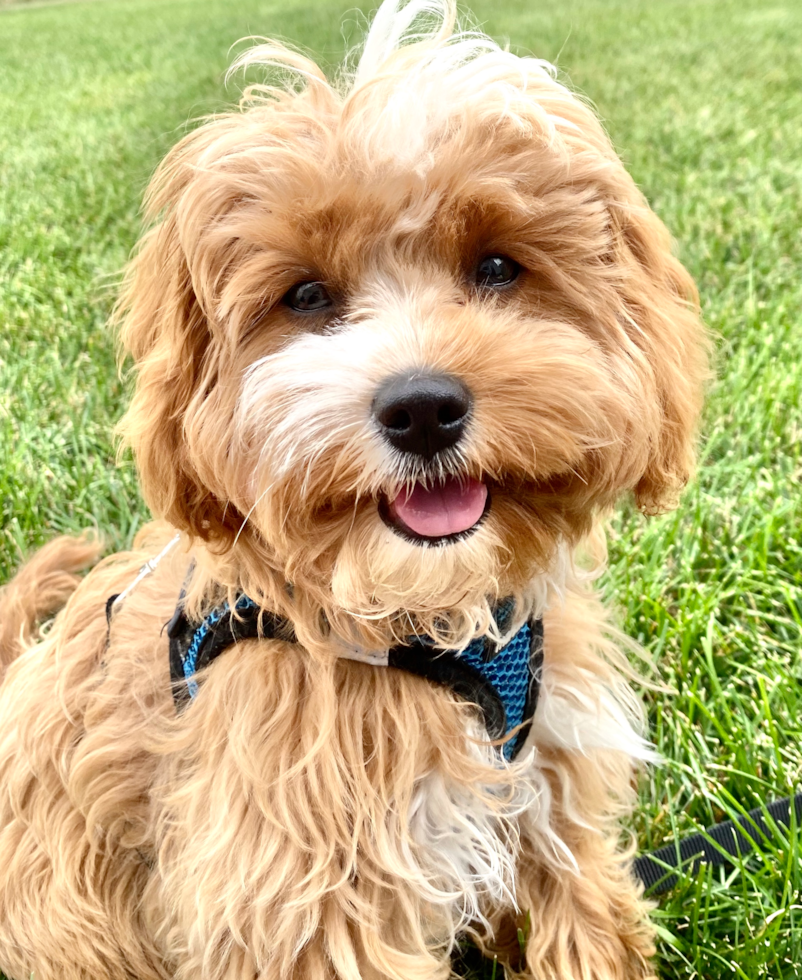 Happy Cavapoo Pup