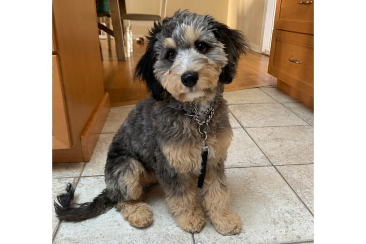 Funny Cavapoo Poodle Mix Pup