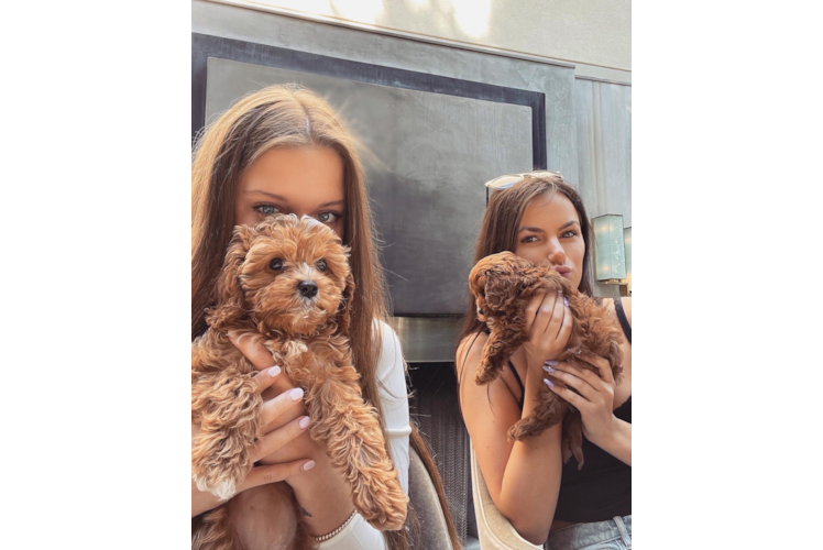 Cute Cavapoo Baby