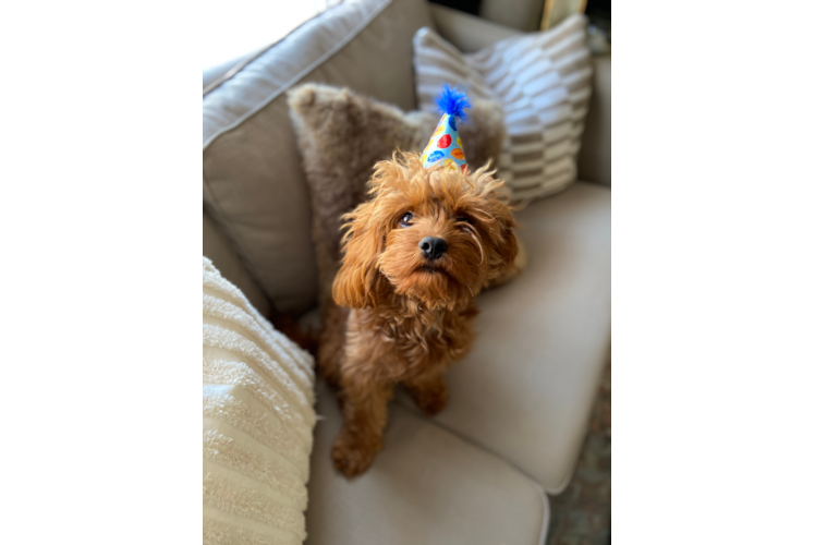 Happy Cavapoo Baby