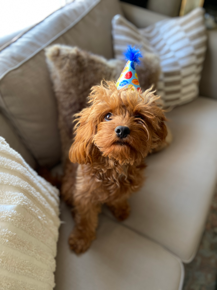 Little Cavoodle Poodle Mix Pup