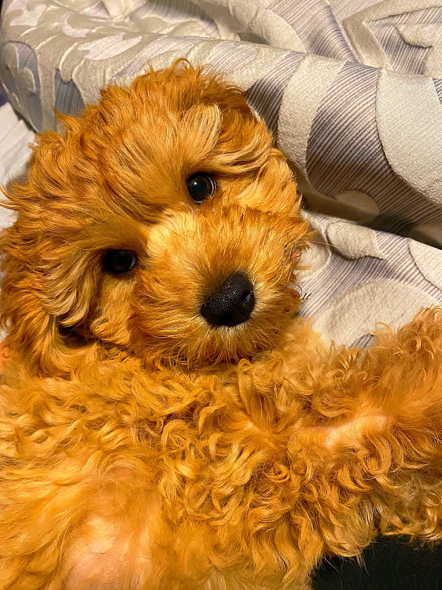 Petite Cavapoo Poodle Mix Pup